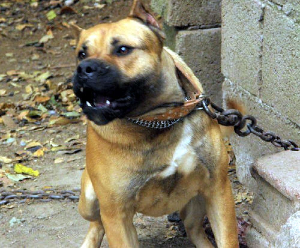 BOCANEGRA DE PERRO DE LA TIERRA 1