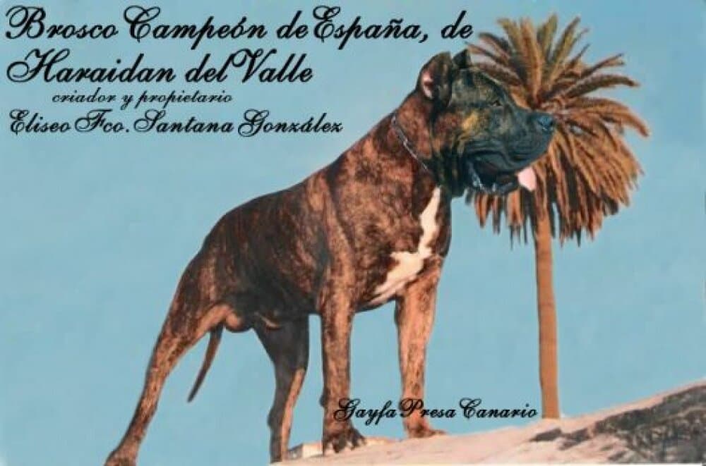 BROSCO DE HARIDIAN DEL VALLE 1