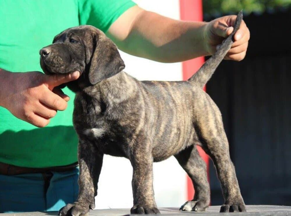 BOSS BULL CANARIO XANTIA 1