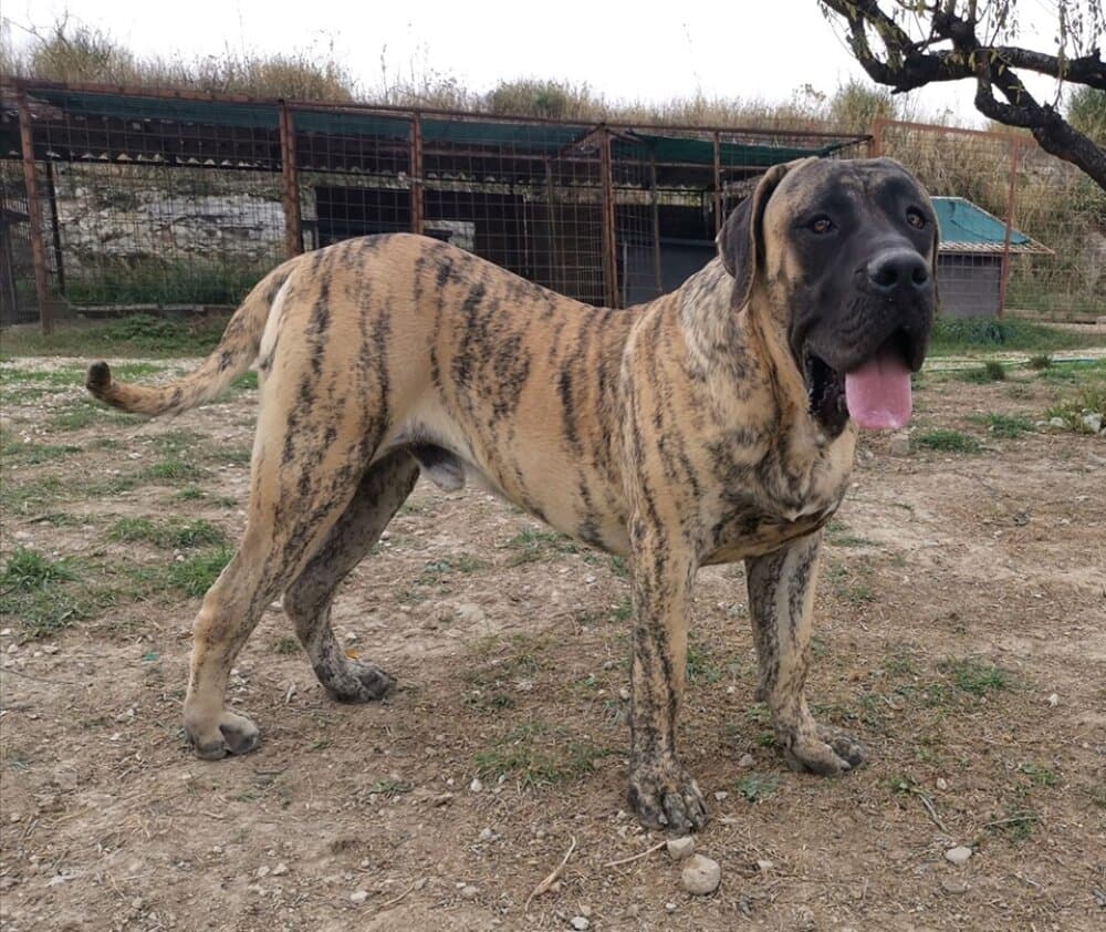 VALHALL EL AUTENTICO CANARIO 1