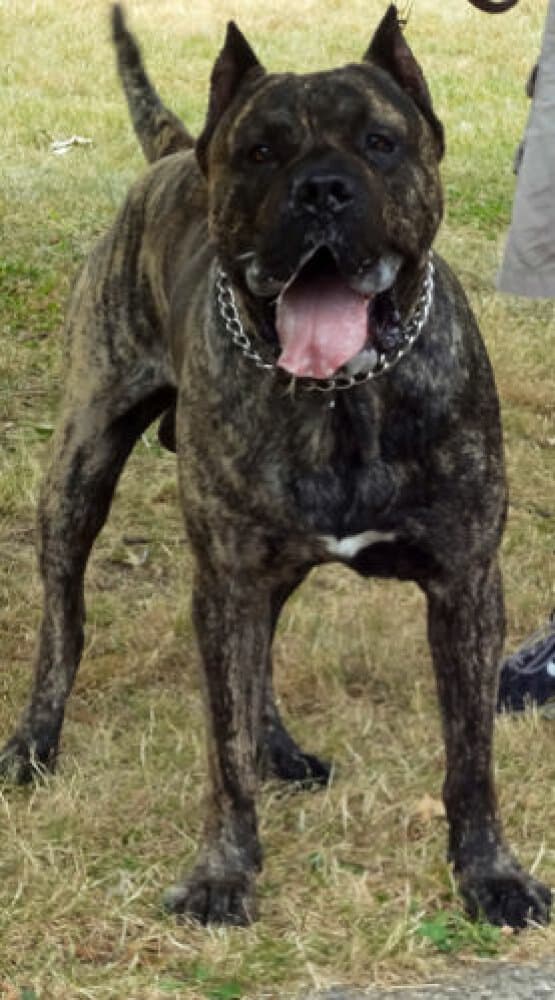 TRITON DE BARNACAN BULL 1