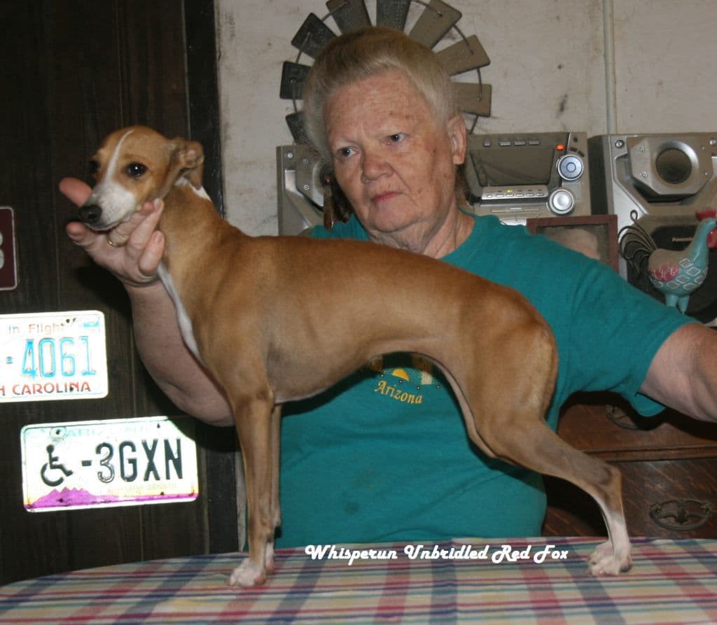 Whisperun Unbridled Red Fox 1