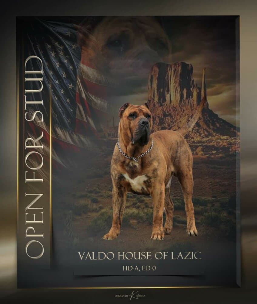 VALDO HOUSE OF LAZIC 1