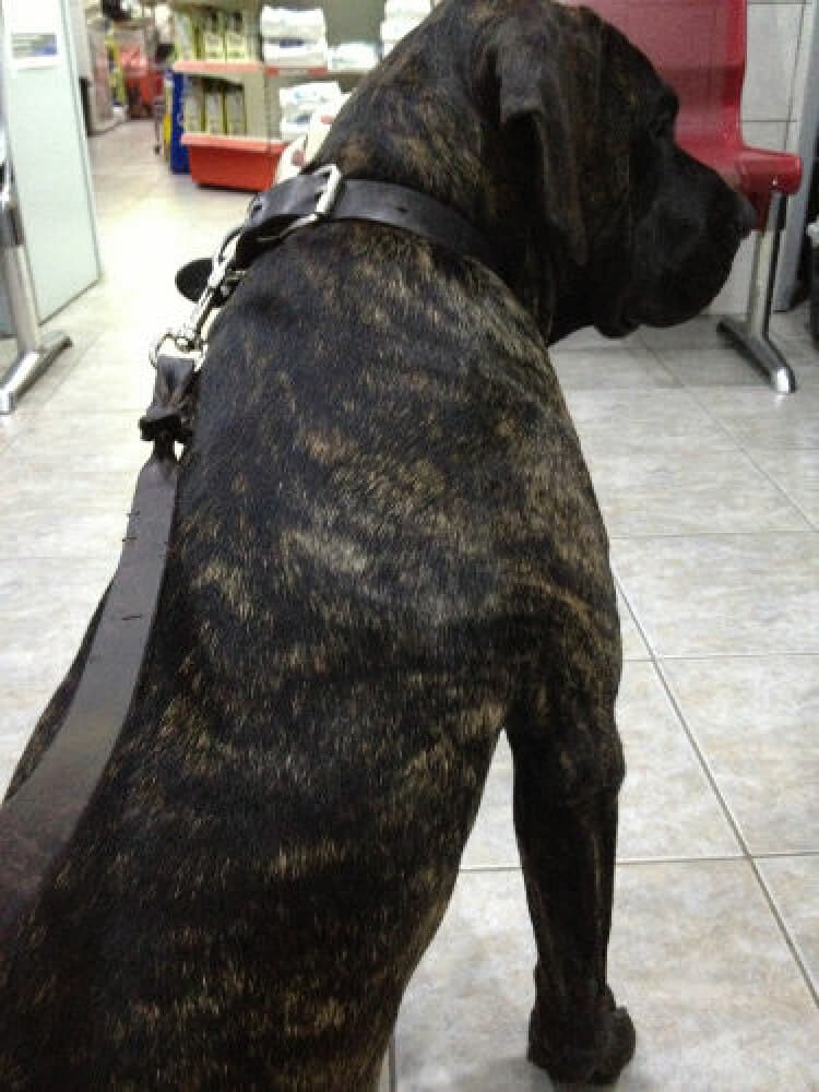 LILLI DI DRAGO CANARIO 1