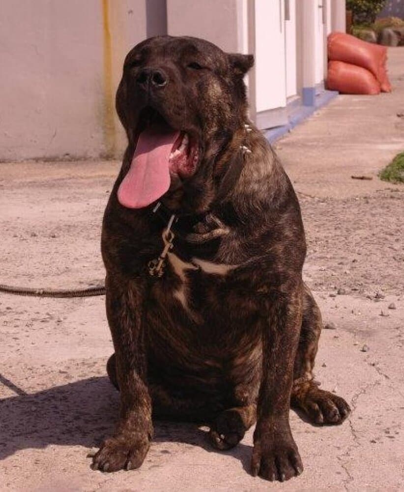 GODO DE PRESA CAN 1