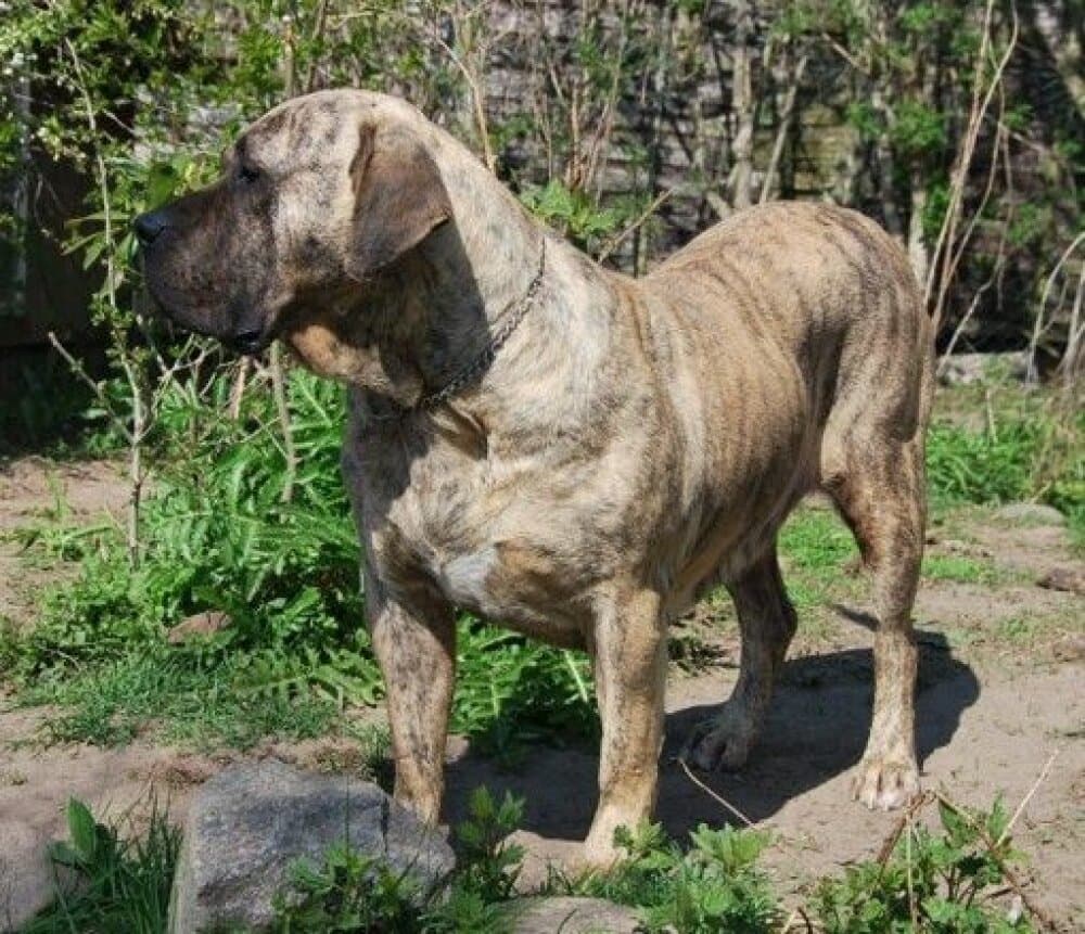 DAKOTA DE ETERNA PRIMAVERA 1
