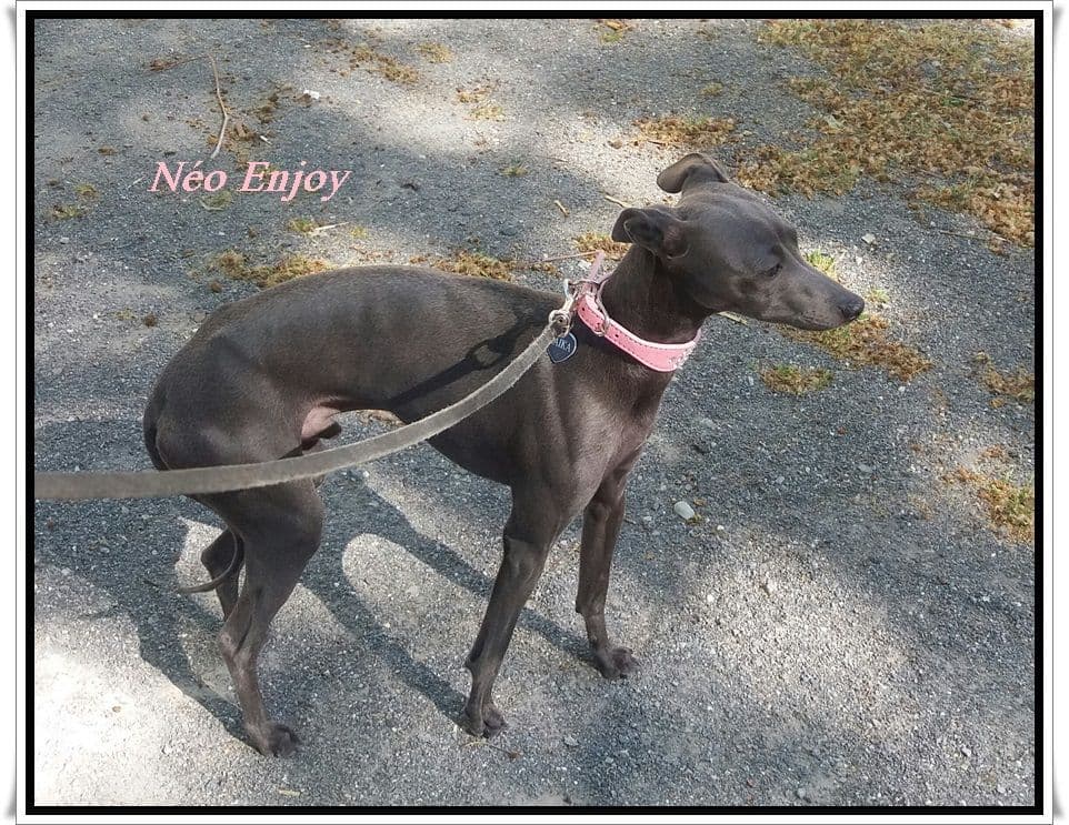 Neo Enjoy Des Princes De Minos 1