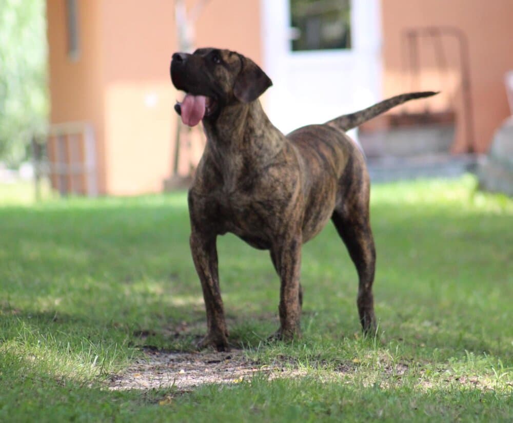DAKOTA DE CENTURIONES DE BERTI 1