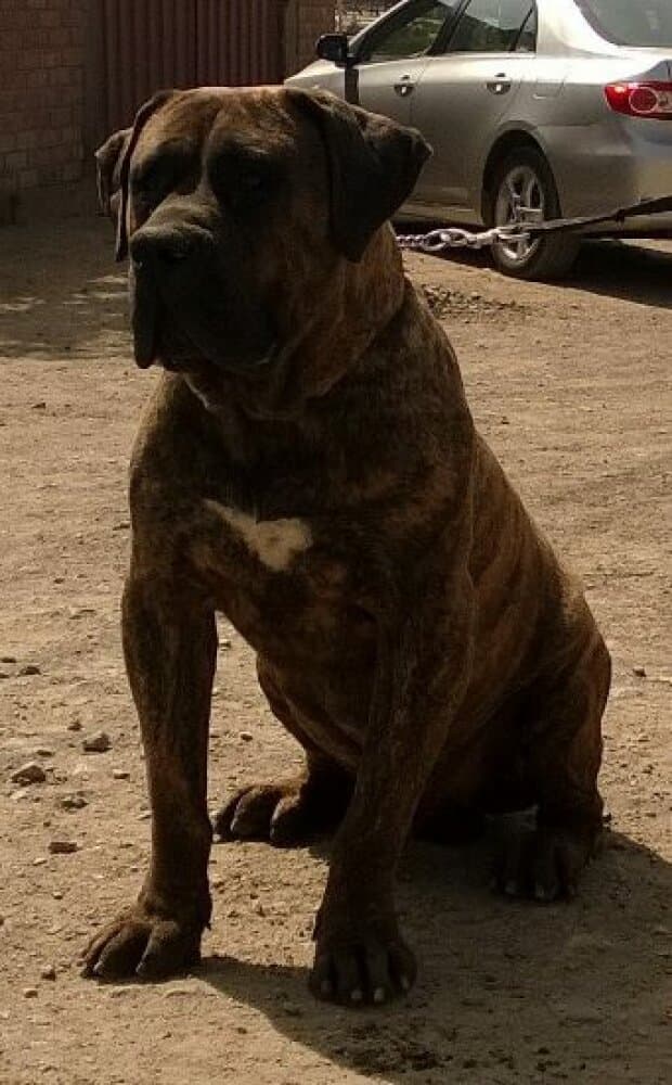KONAN DE CASA DEL PRESA 1