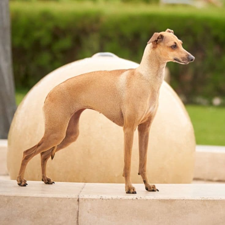 Une Etoile Filante De Magistris 1