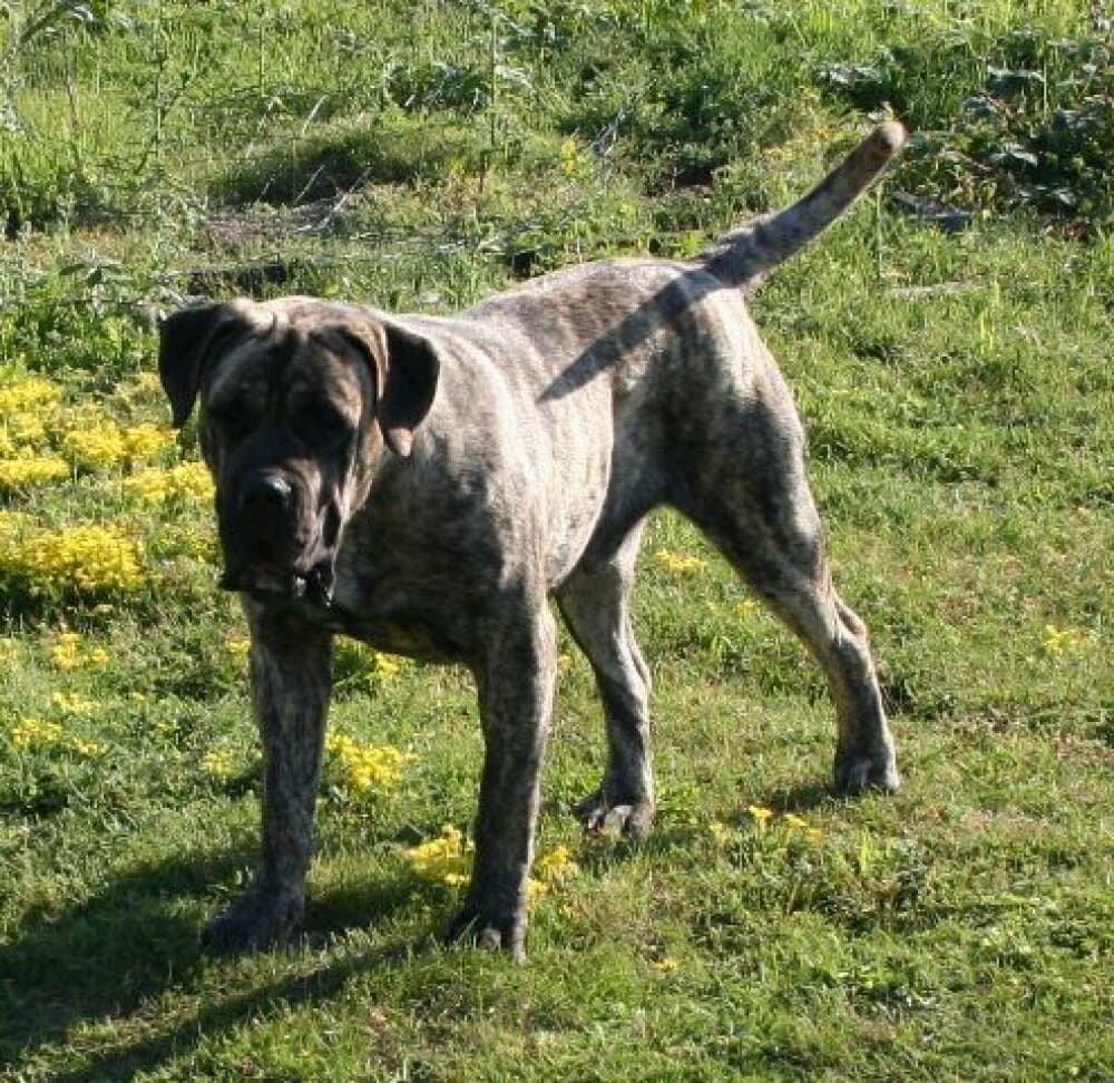 RENCOLIN DE CAMARMENA 1