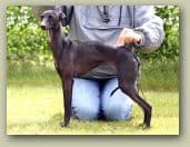 Ellesmere Feresia-For-Fulltraeffen 1
