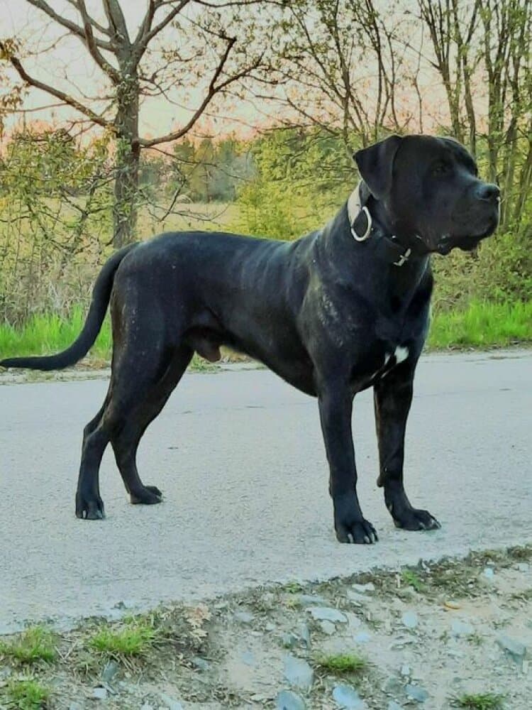 ZKY DE LA ARENA 1