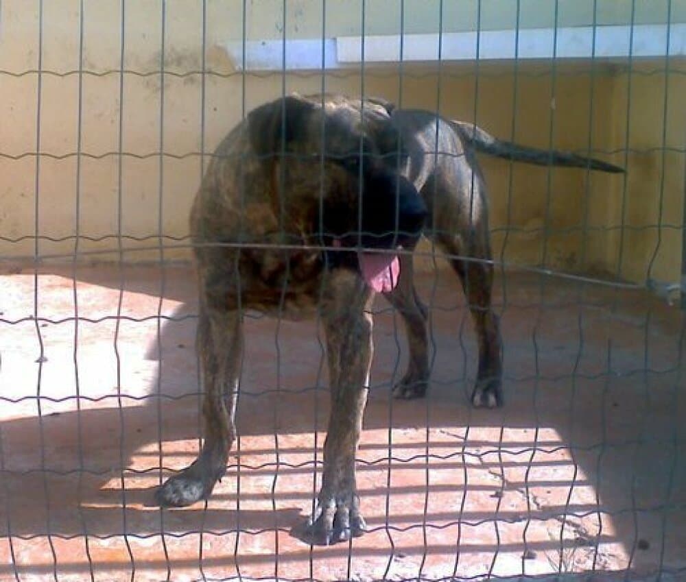REY DE NATYBO 1