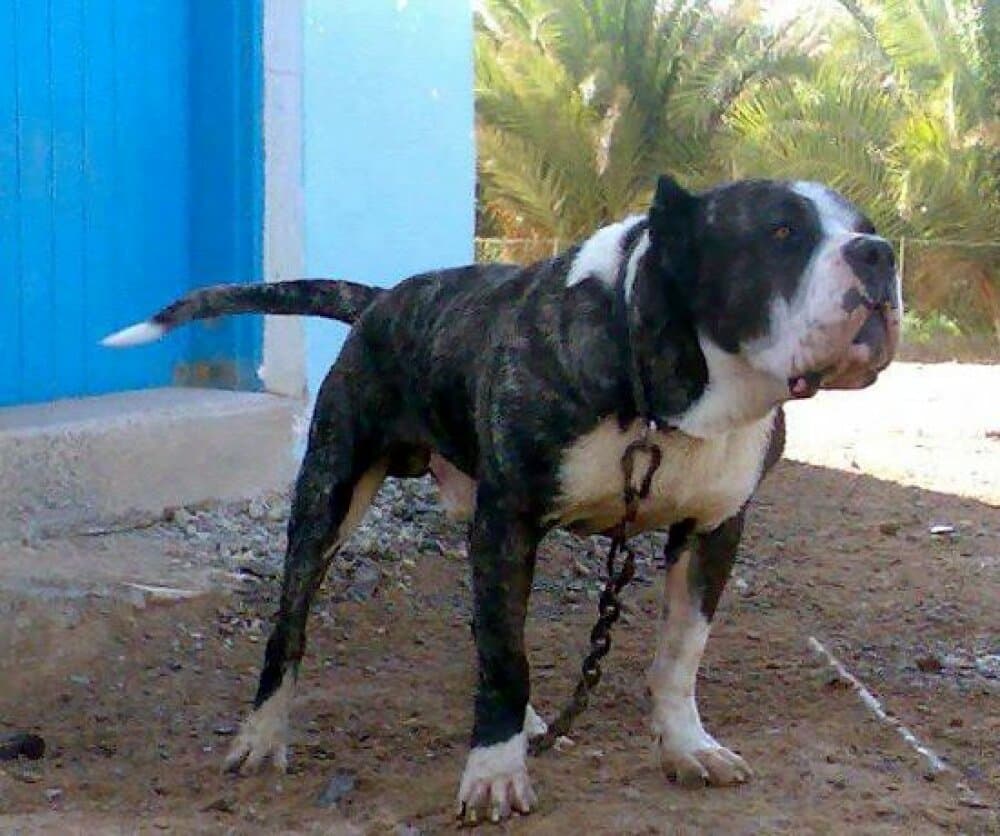 GUANCHE DE PANCHO 1