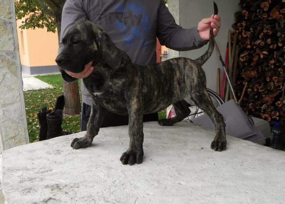 NATI DE SPALATO BULL 1