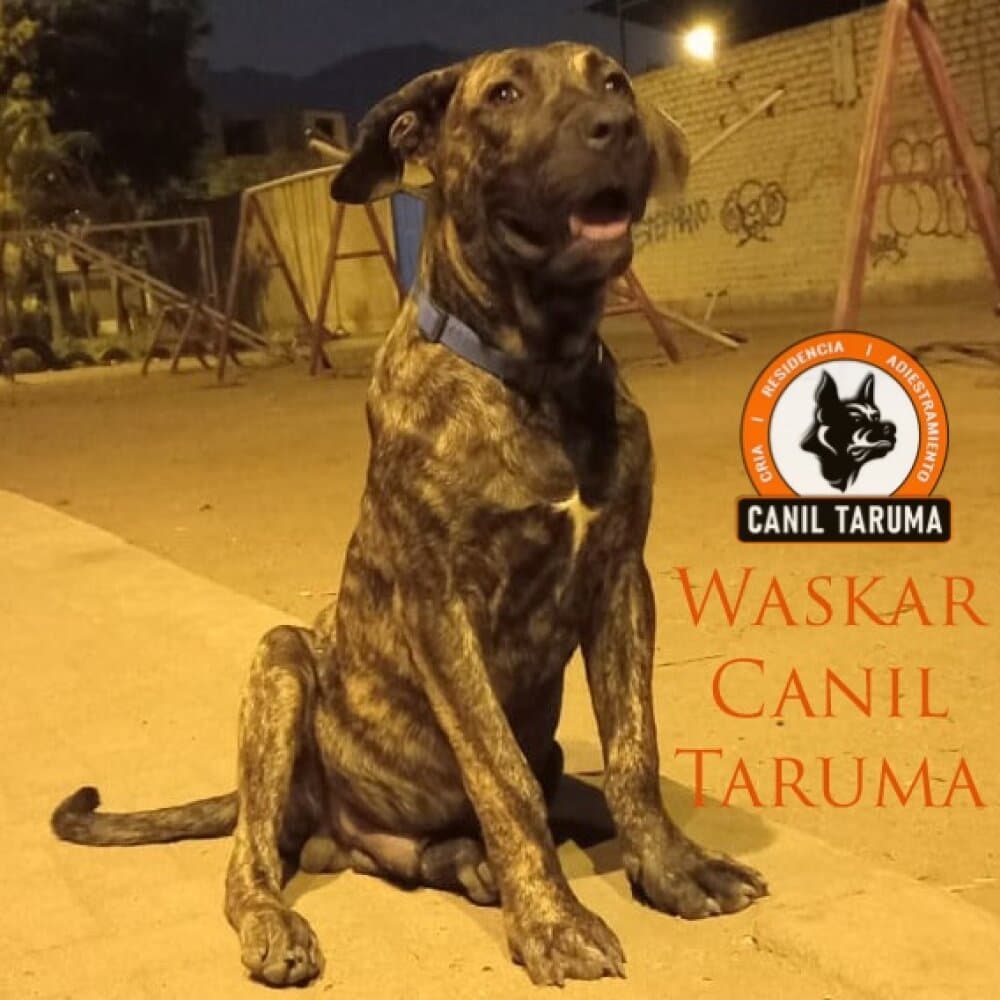 WASKAR CANIL TARUMA 1