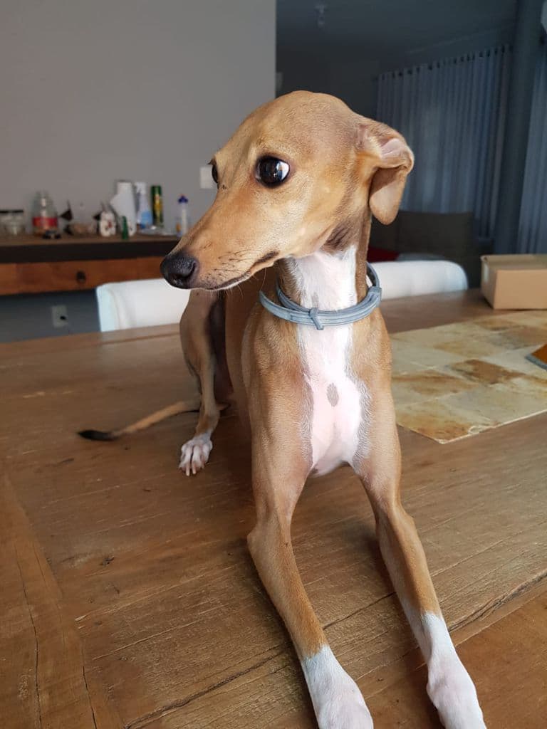 Tiberius Niklaus Do BR Reino 1