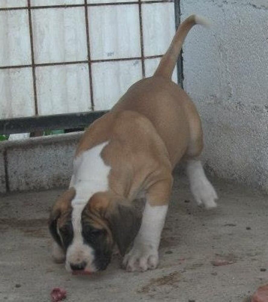 GOFIO 1