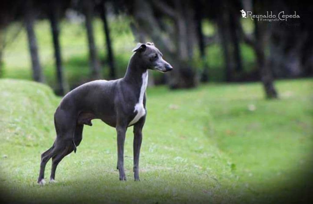 De La Casa Borromeo's Frankie Of Marchwind 1