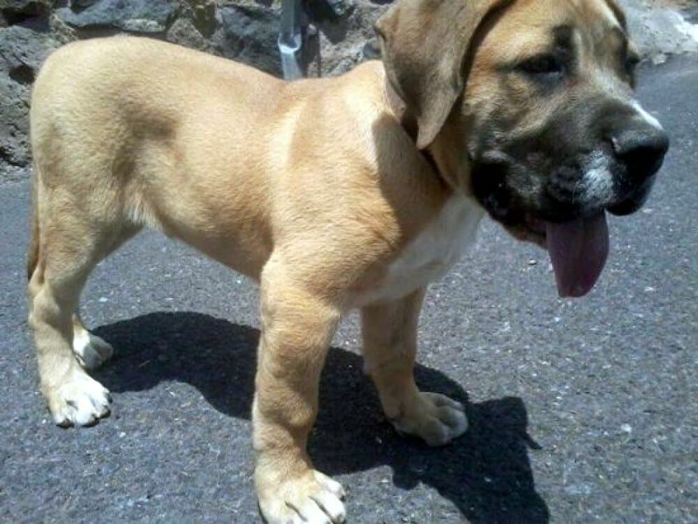 KIKERE DE PERRO DE LA TIERRA 1