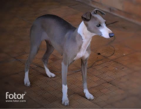 Jamahari Hot Pearl of Fortami 1