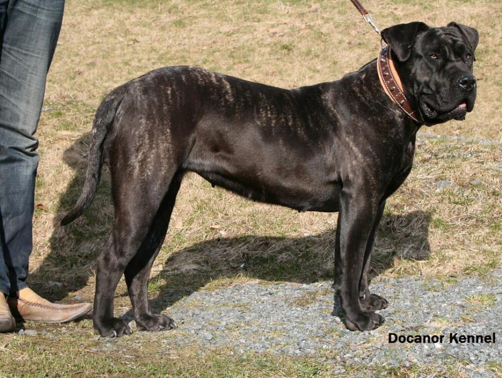 QUIARA DE BARNACAN BULL 1