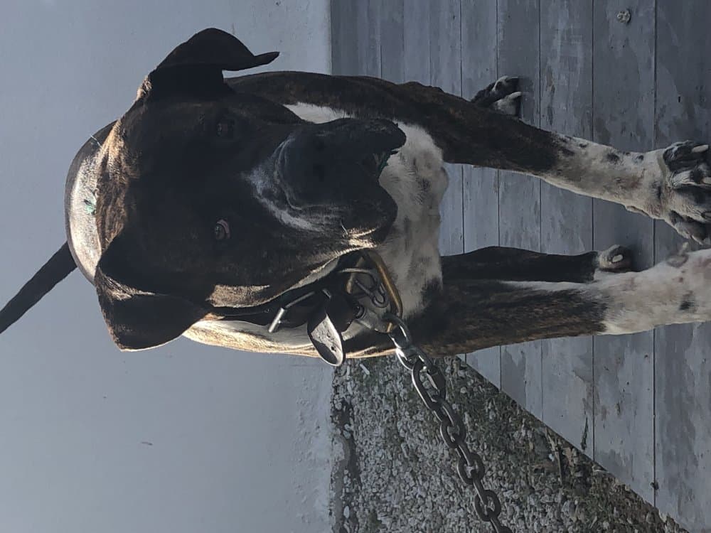 CURRO DE IRON BULL 1