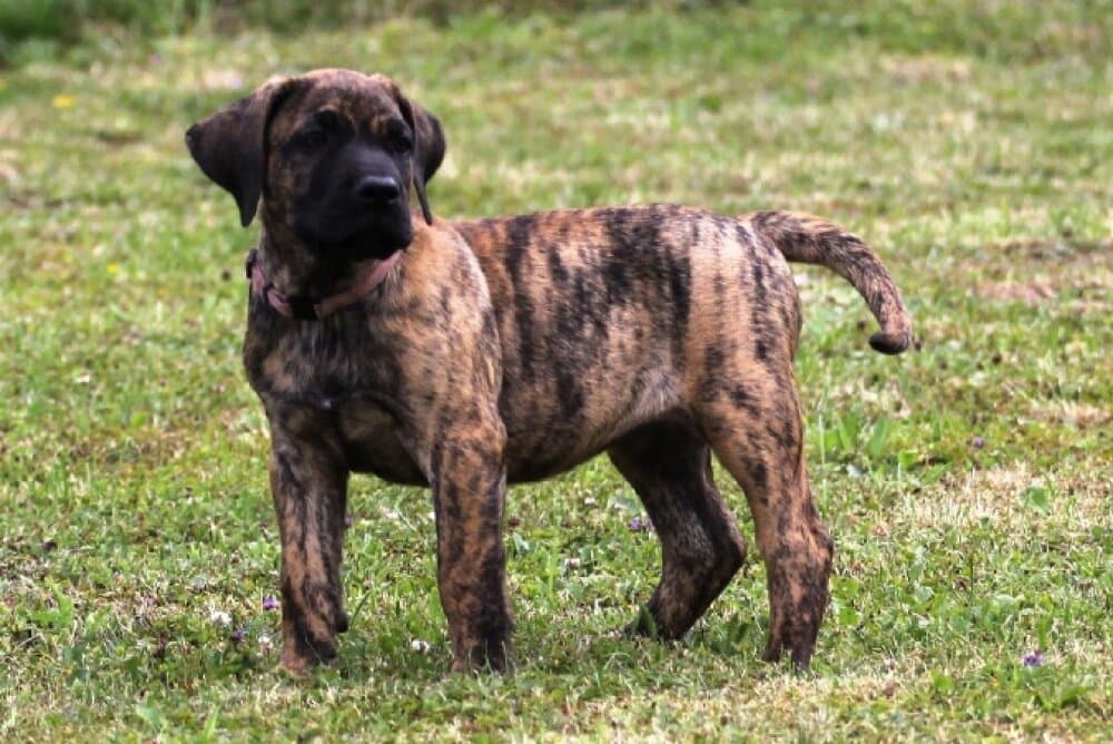 DELILAH DE LA CASA AMISTOSA 1