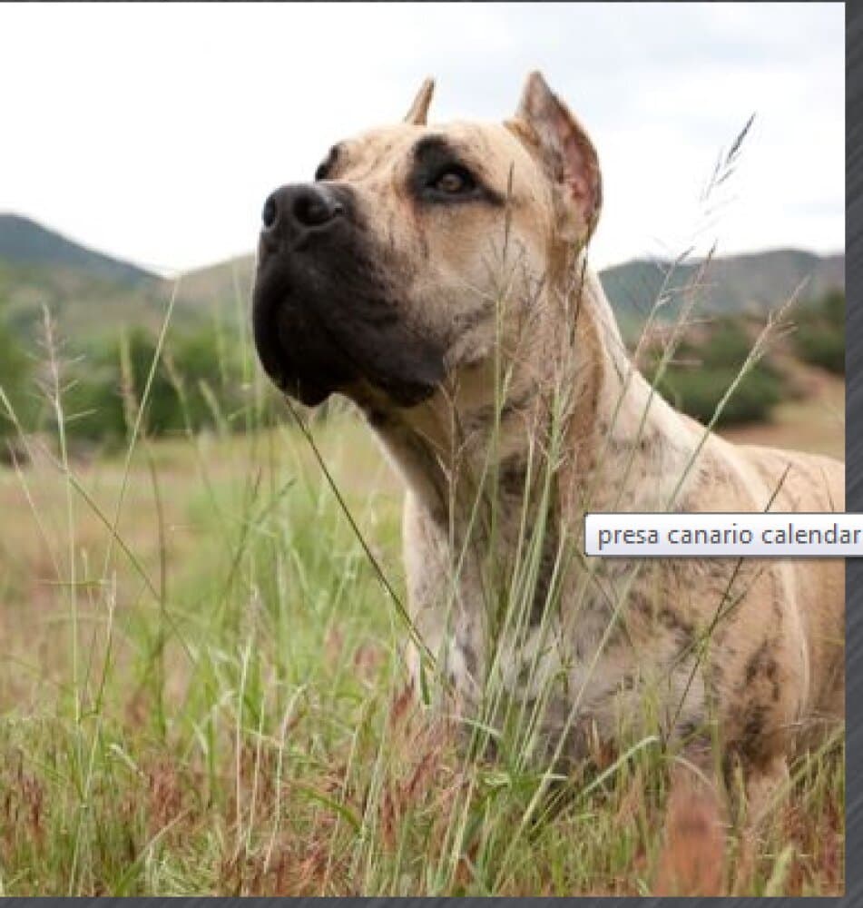 TANK DE CANARIAN BULL 1