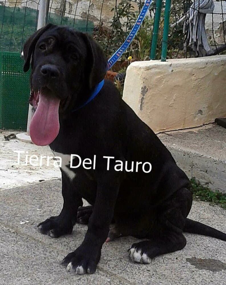 ORGóN TIERRA DEL TAURO 1