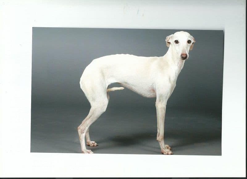 Little White Star Of Love Du Zephyr De Bizance 1