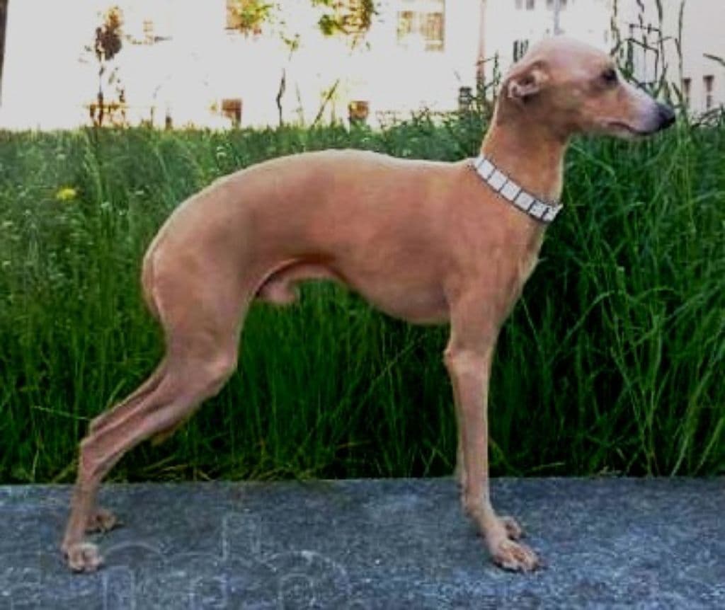 Gunold Stella Bellissima 1