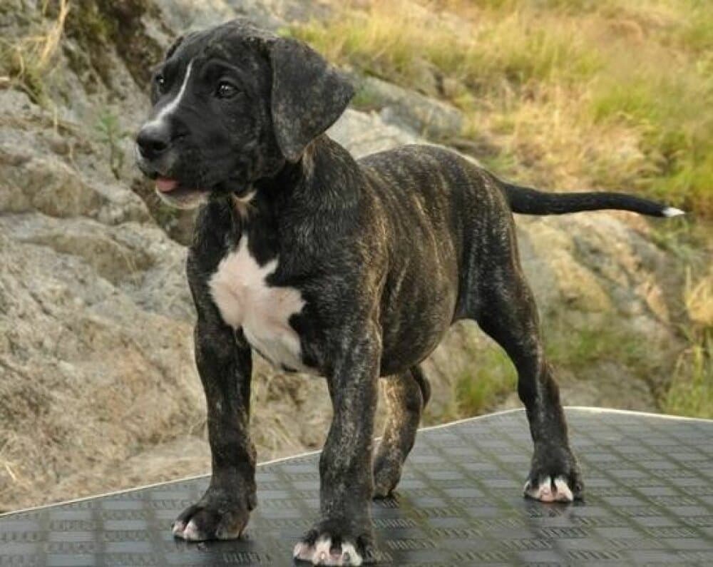 HALJE K9 MADNESS 1
