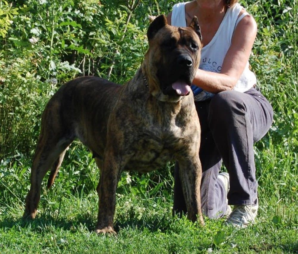 PUMA BALUARTE DE LOS PERROS 1