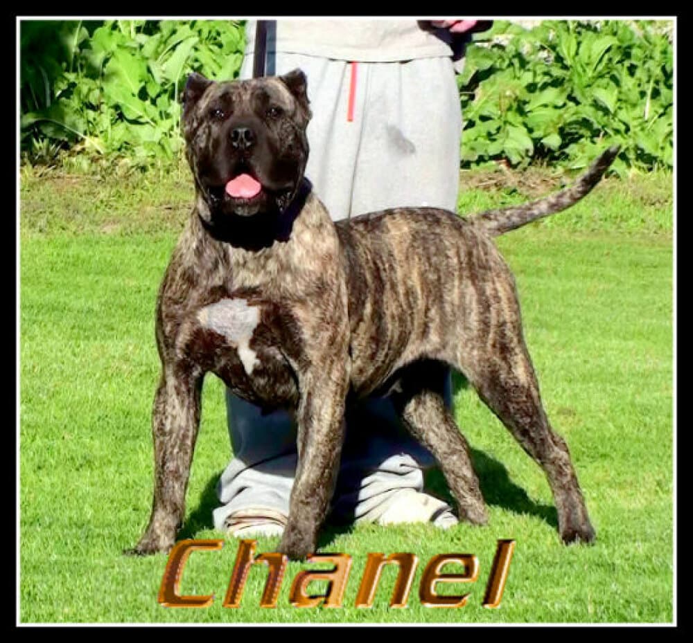 MILLION DOLLAR CHANEL 1