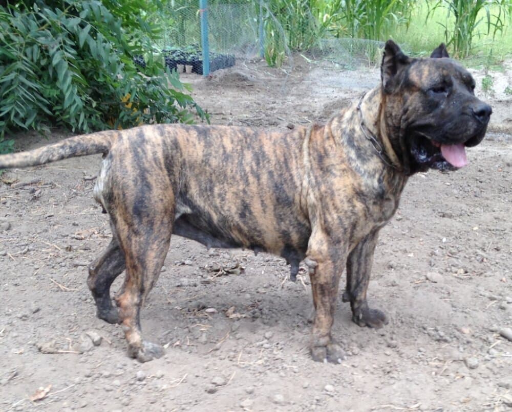 ARIZA DE BARNACAN BULL 1