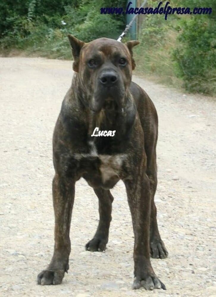LUCAS I DE CASA DEL PRESA 1