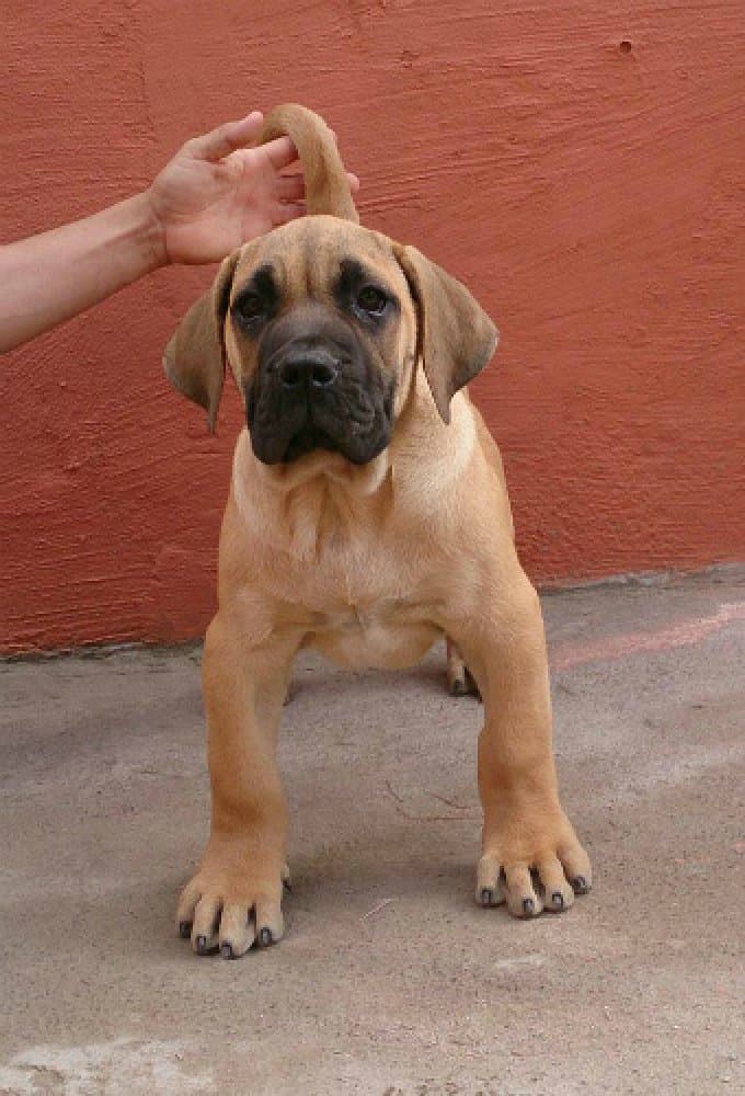 TYSON DE HORNOS DE CAL 1