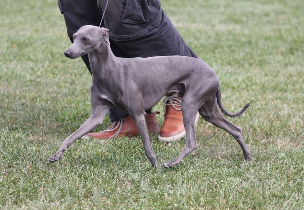 Kenzo Du Chien D'Ebène 1