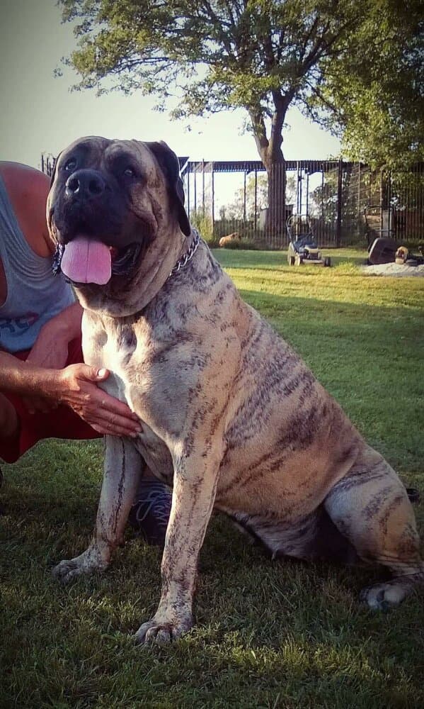 BOSS BULL CANARIO TYA 1