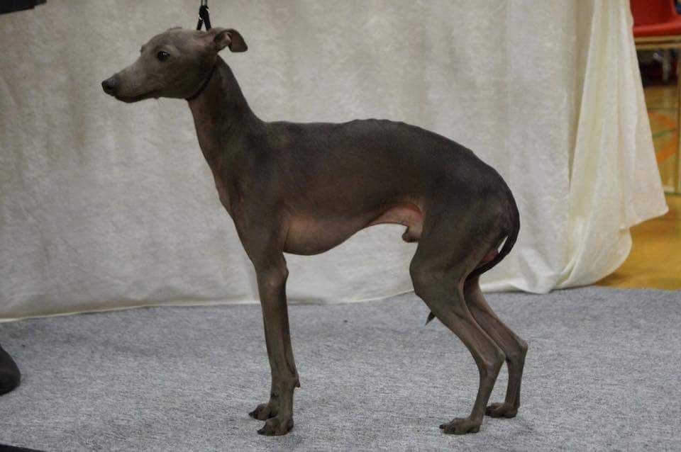 Sid'üh'go Outstanding Blue Mercur 1