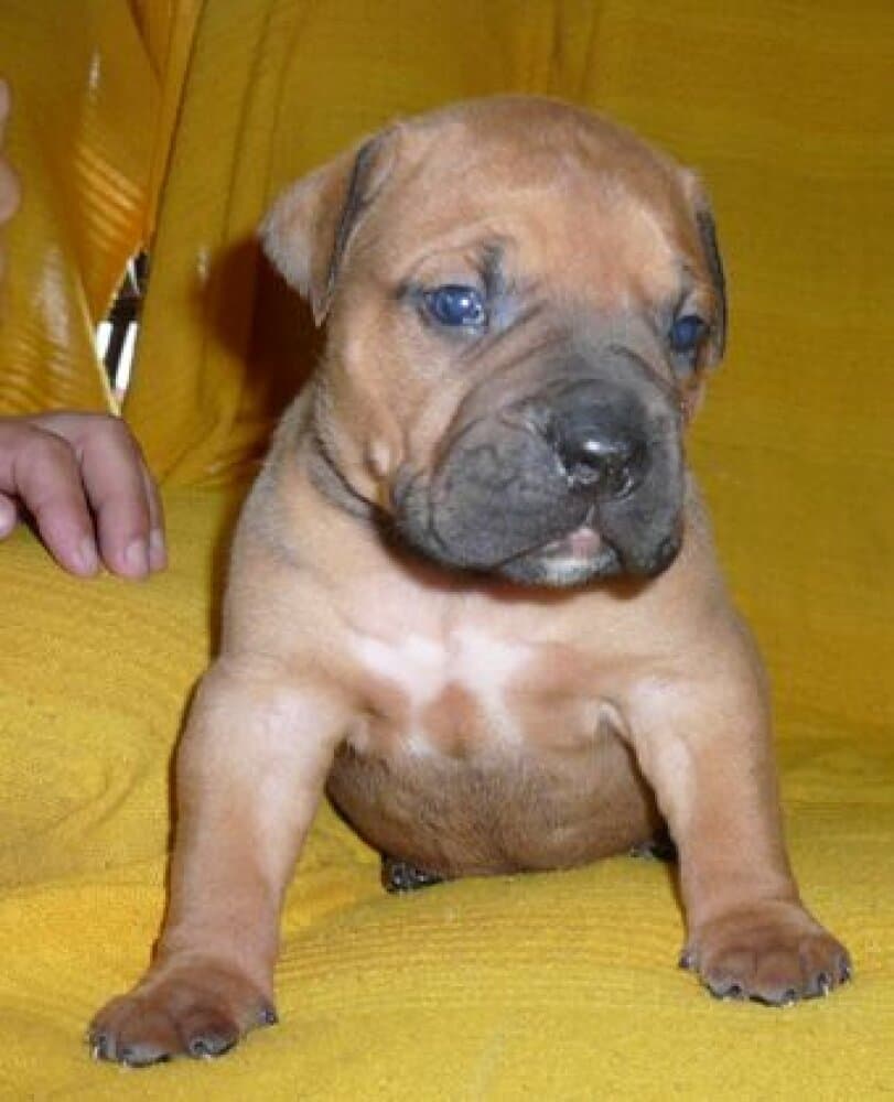 COCO VALACHIADOG 1