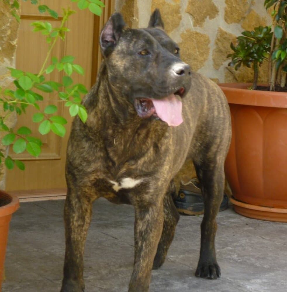AGAR DEL CHORO 1