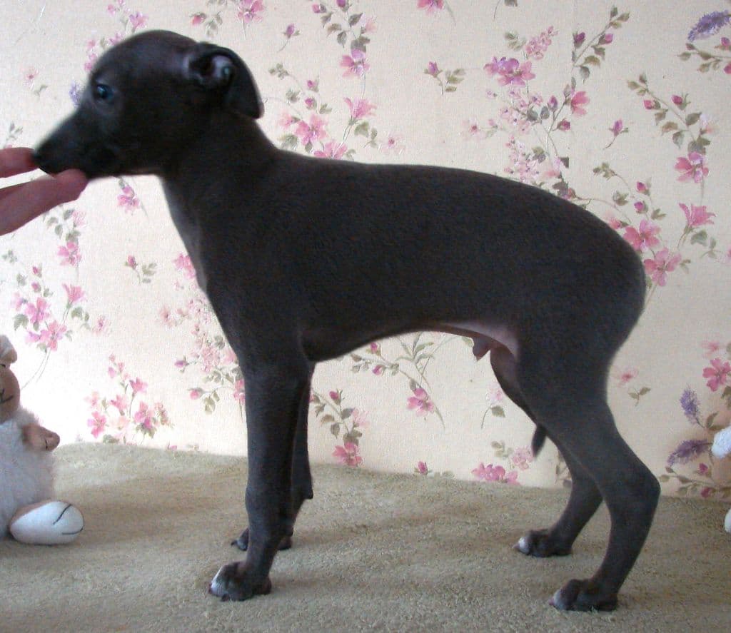 Astra Bravissimo Zeffiro 1