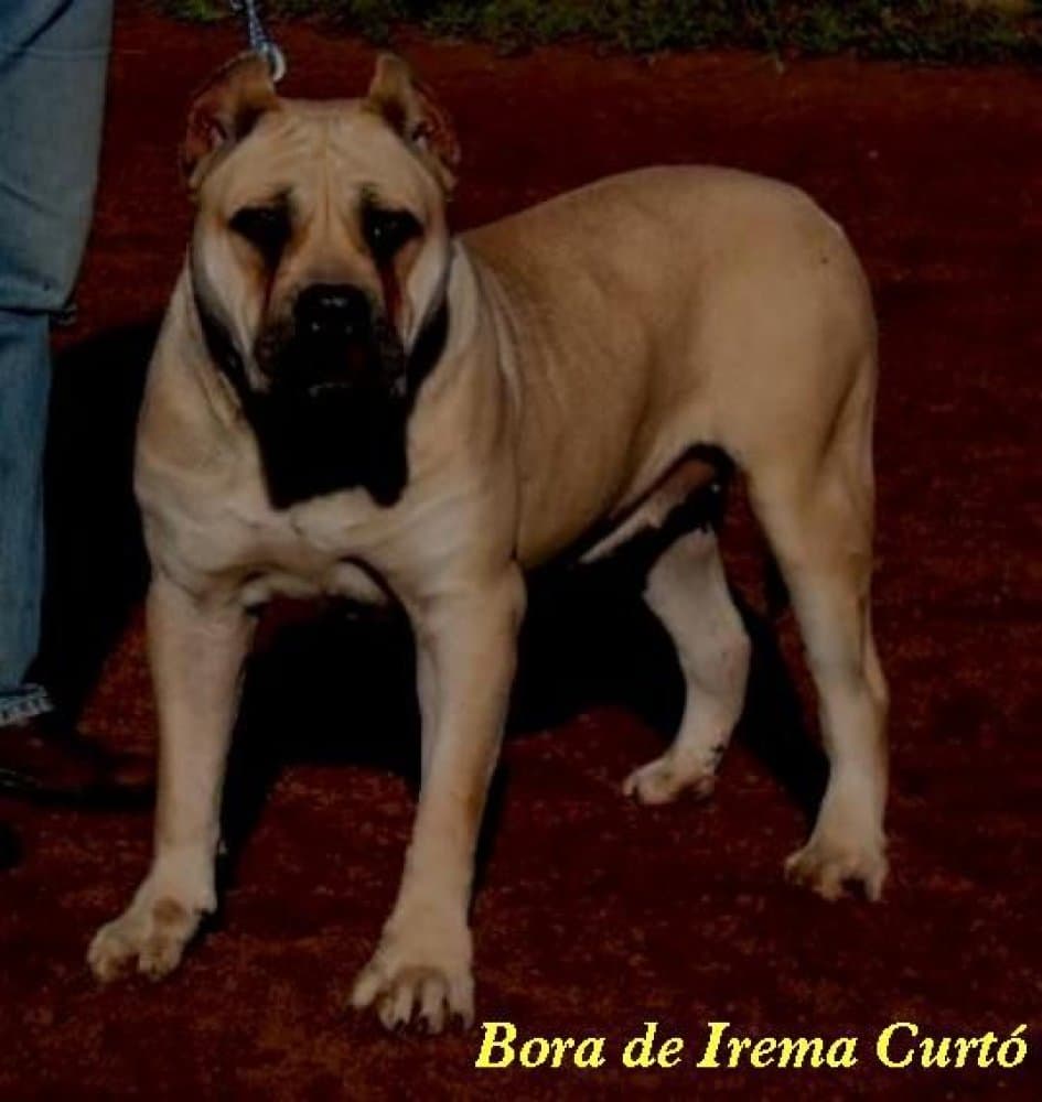 Bora de Irema Curto 1
