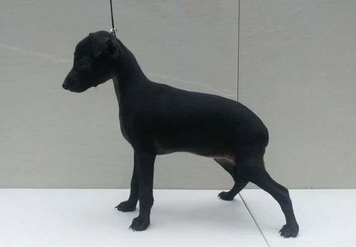 Ackra's Prima Dona 1