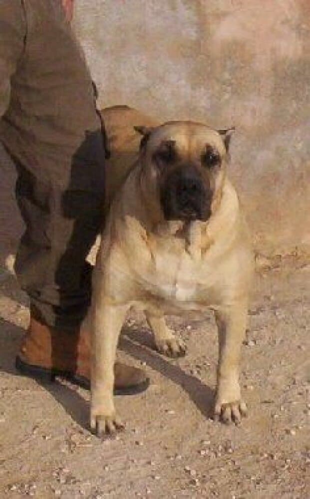 CANELA DE ILICI-CAN 1
