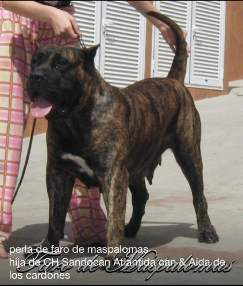 PERLA FARO DE MASPALOMAS 1