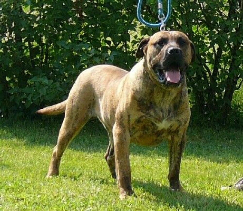 CYRUS VALACHIADOG 1